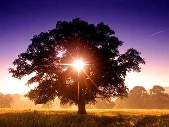 licht