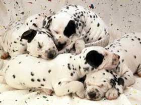 honden dromen ook honden-dromen-ook