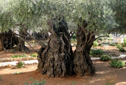 Eeuwenoude boom in Gestsemané 
