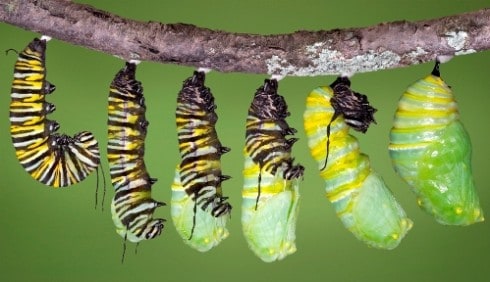 Monarch caterpillar shed to chrysalis