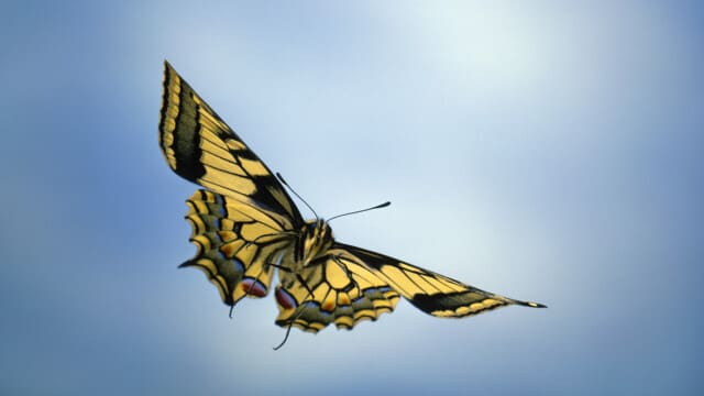 PAPILIO MACHAON