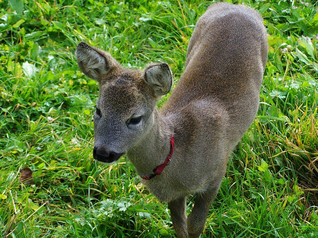effect van de natuur op je kind -3