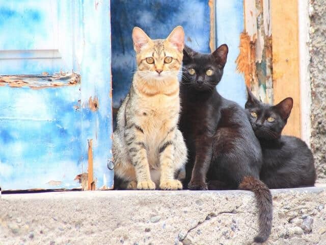 genezers incognito