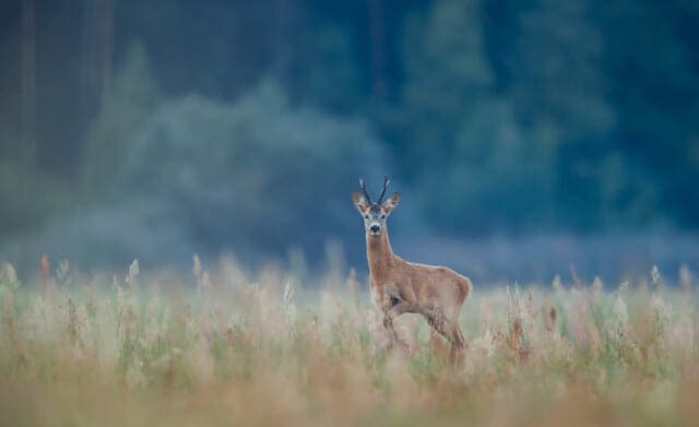 Multi-zintuiglijke dieren nemen veel meer waar dan mensen