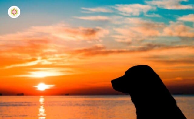 Een belangrijke spirituele les die van je hond kunt leren