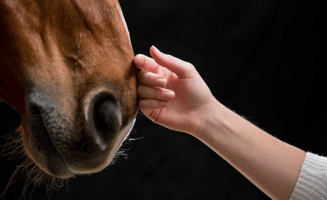 ontmoeting met medicijnpaarden