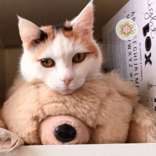 De mystiek van katten