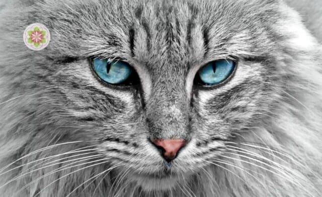 De mystiek van katten