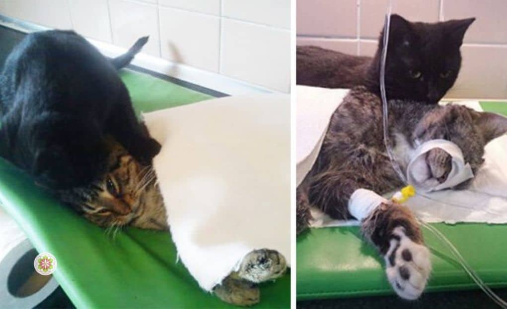 De Poolse verpleegkat die zorgt voor zieke en verwonde dieren