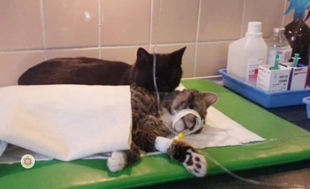 De Poolse verpleegkat die zorgt voor zieke en verwonde dieren