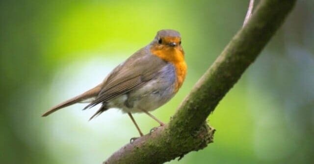 Groei in de natuur