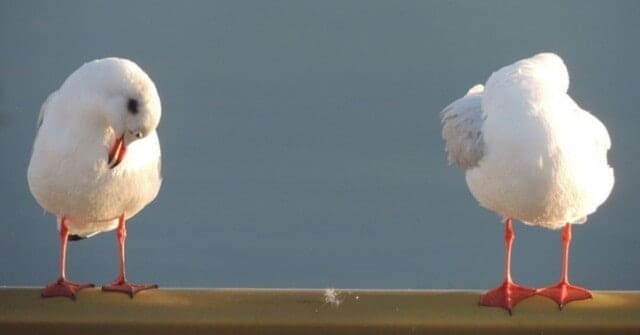 relatie